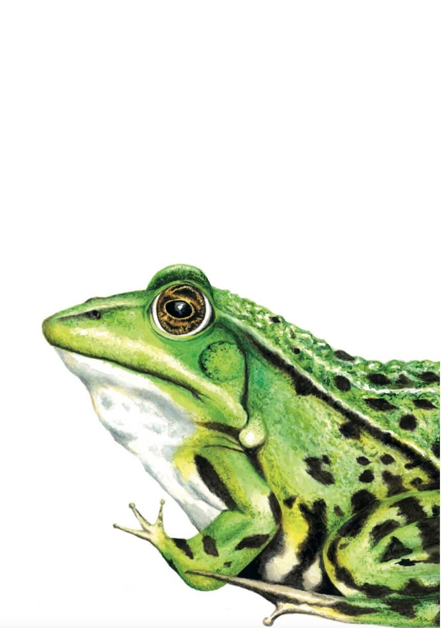 Frosch Illustration